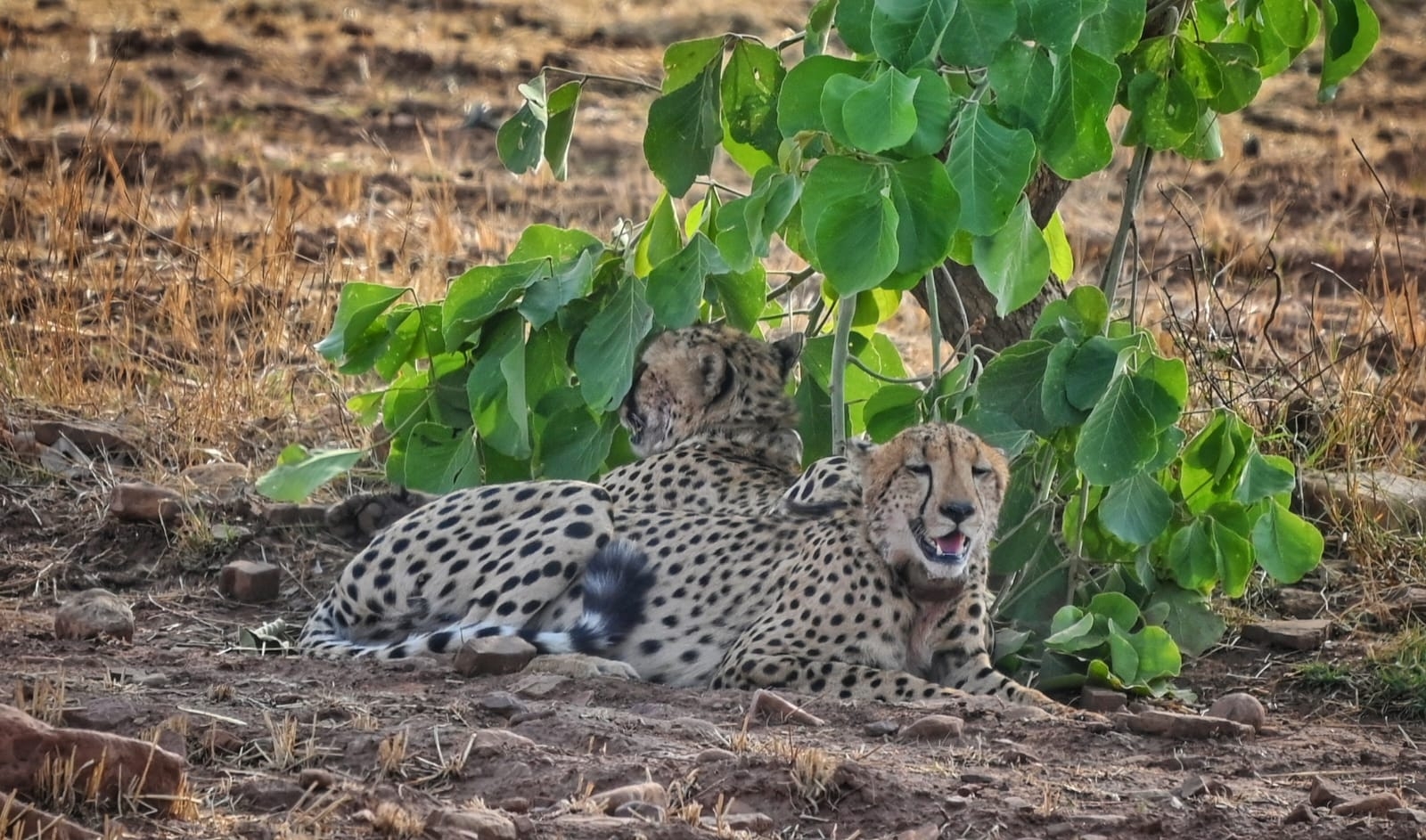 Kuno Wildlife Sanctuary Visitor Centre
