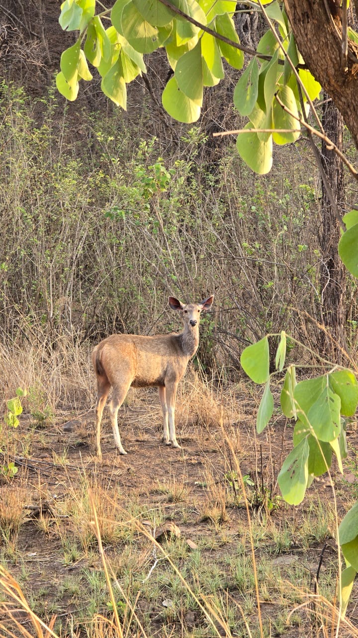 Kuno Wildlife Sanctuary Visitor Centre