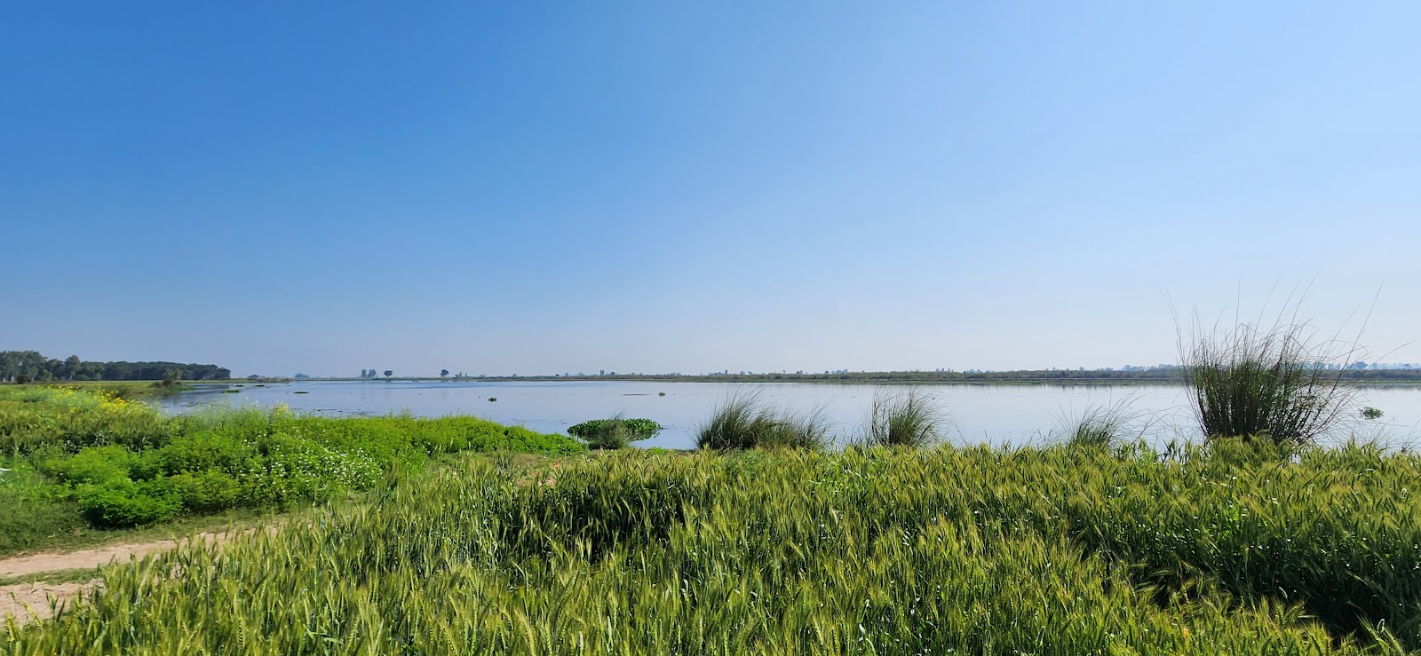 Harike Wetland and Bird Sanctuary