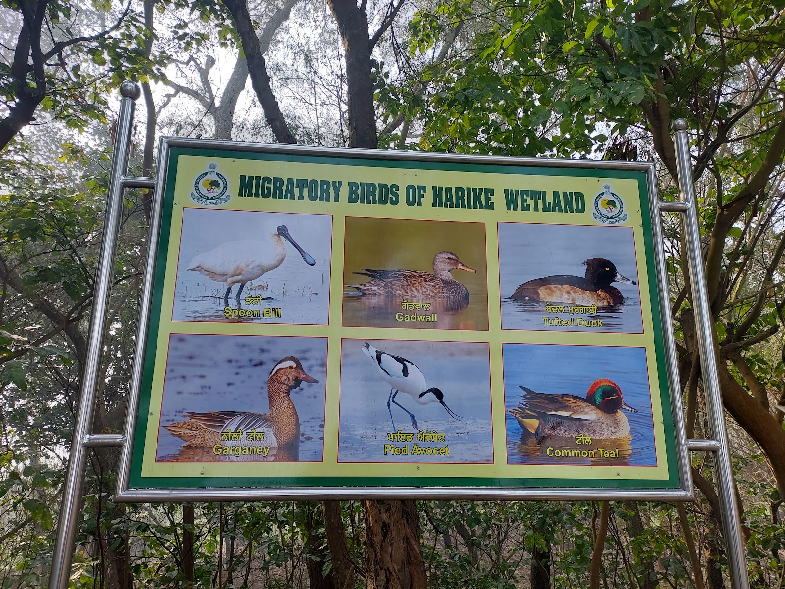 Harike Wetland and Bird Sanctuary