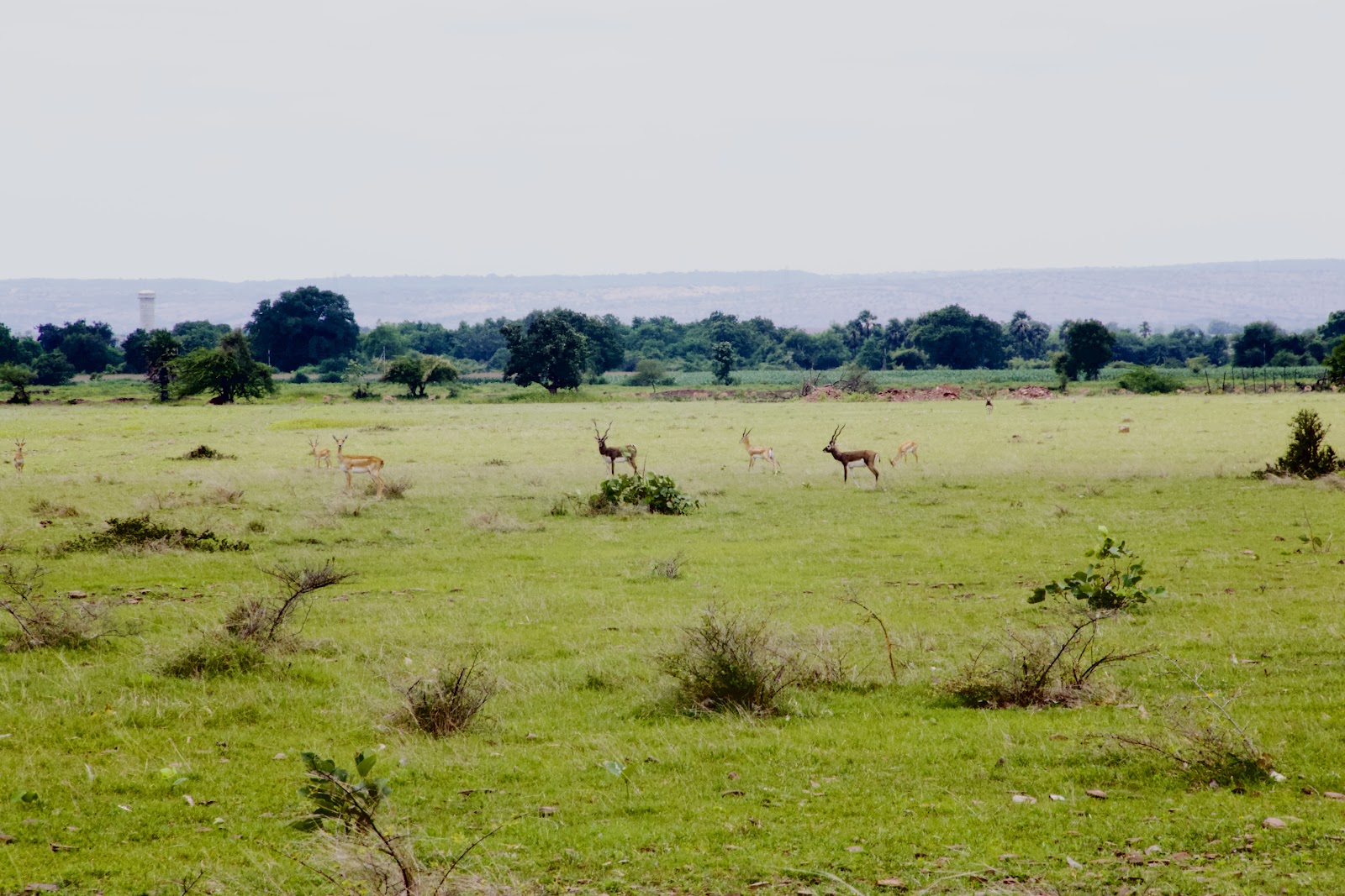 Rollapadu Wildlife Sanctuary