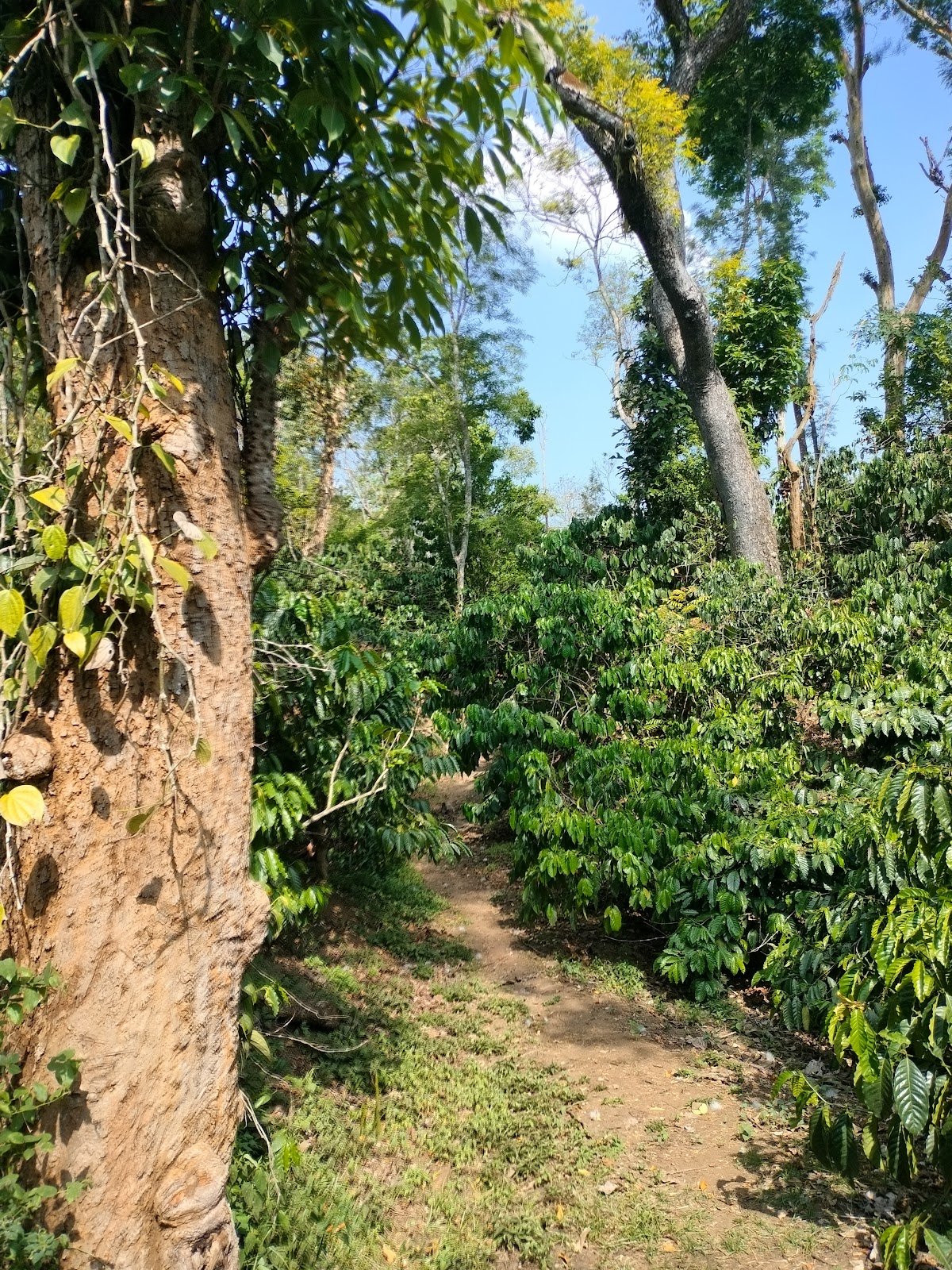 Coffee Plantations