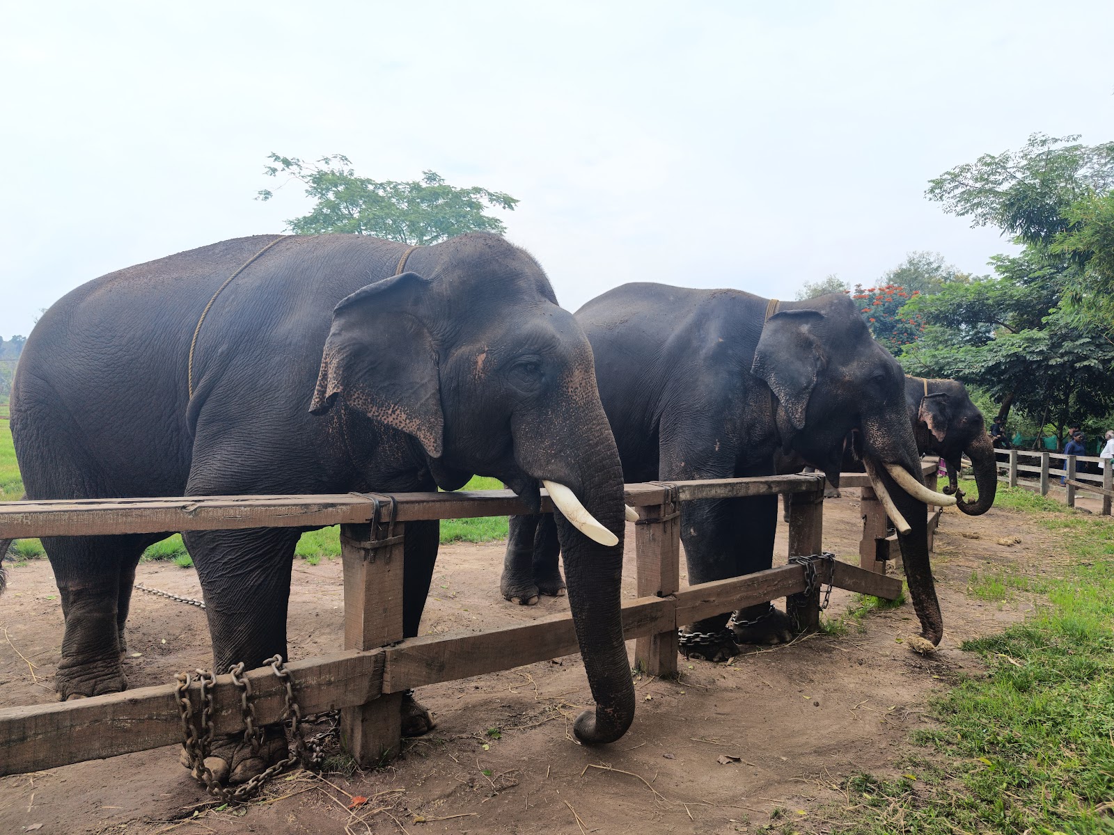 Kushalnagar - Explore the Beauty of Coorg