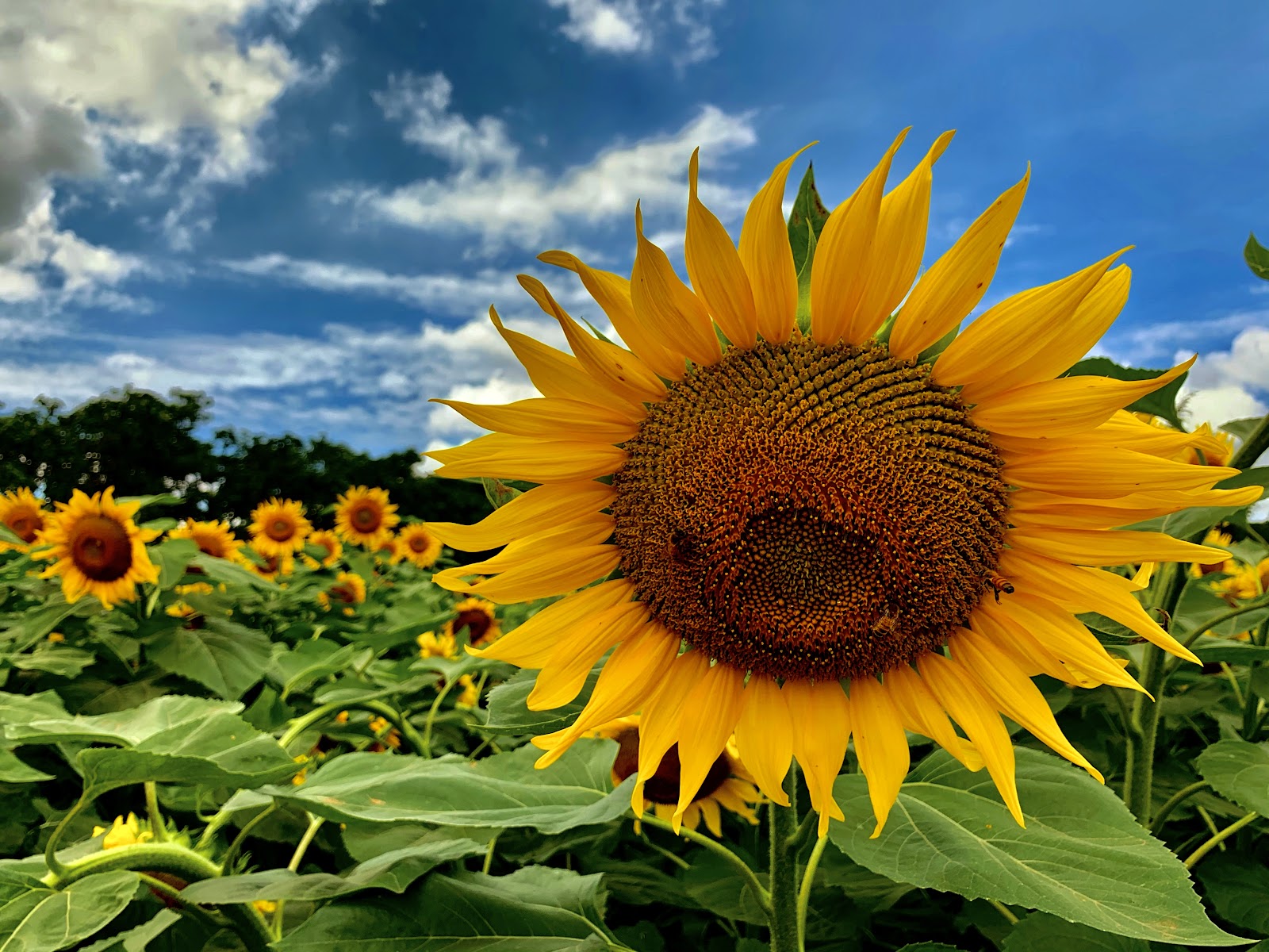 Botanical Garden