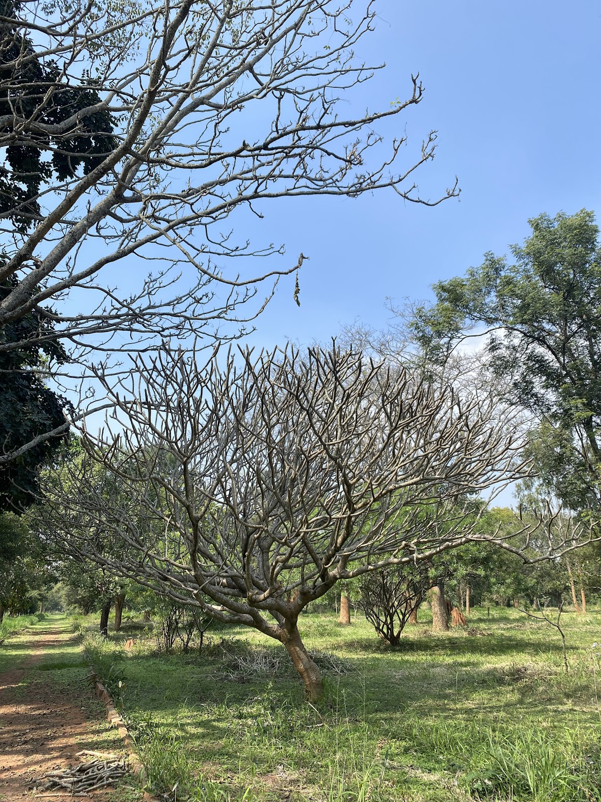 Botanical Garden