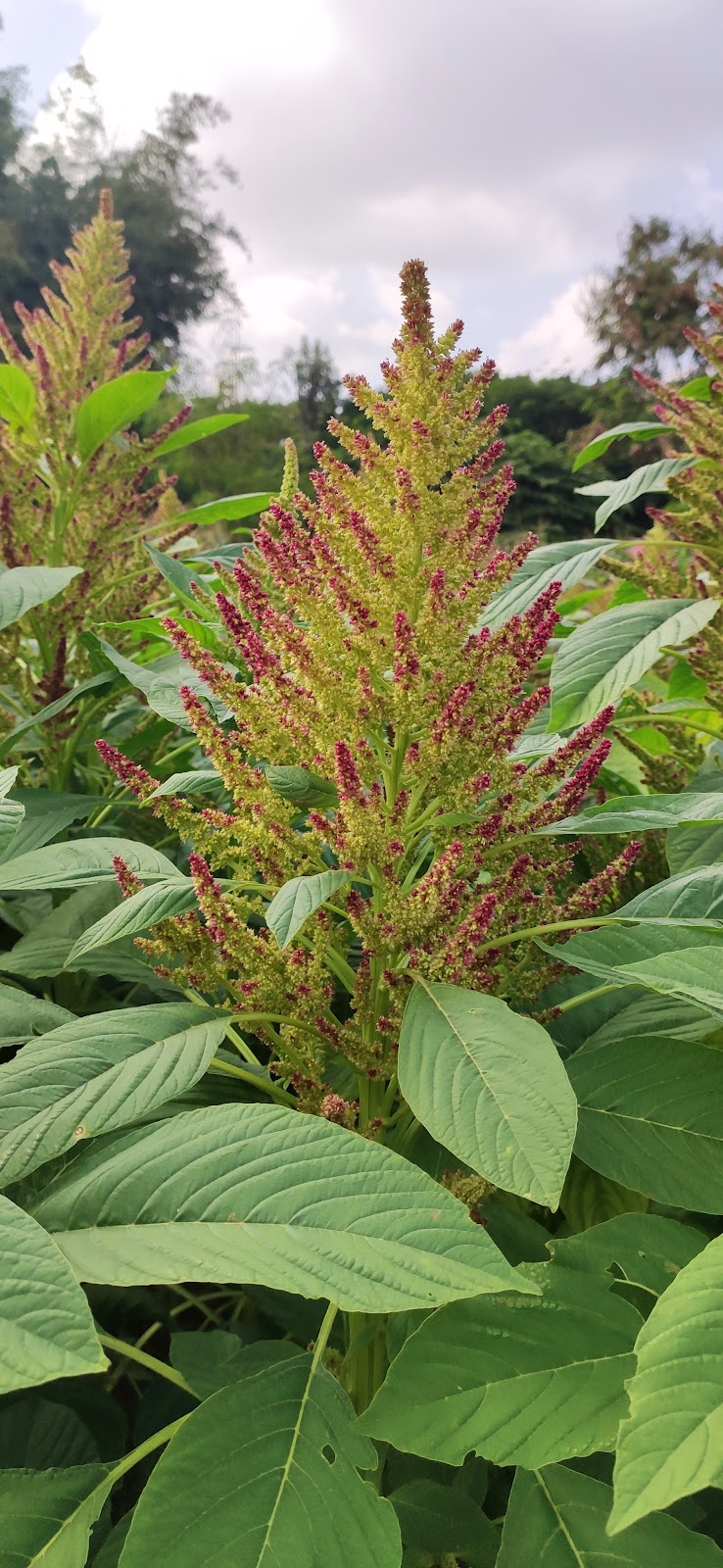 Botanical Garden