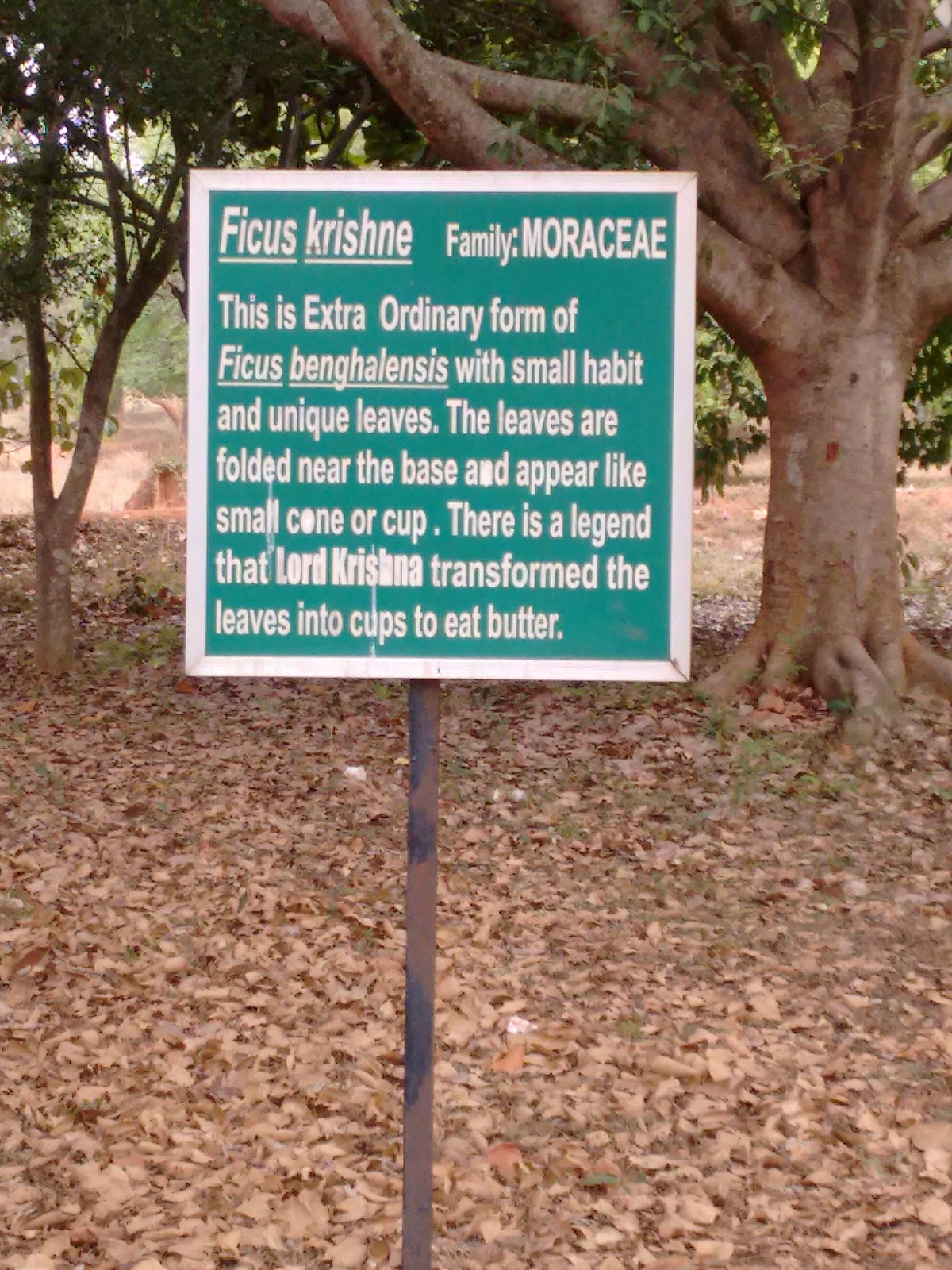 Botanical Garden