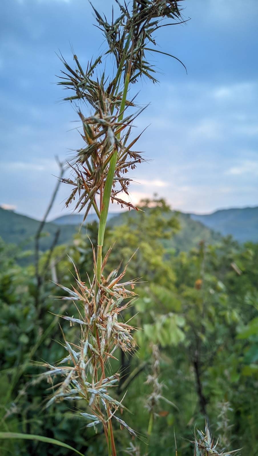 Hill View Point