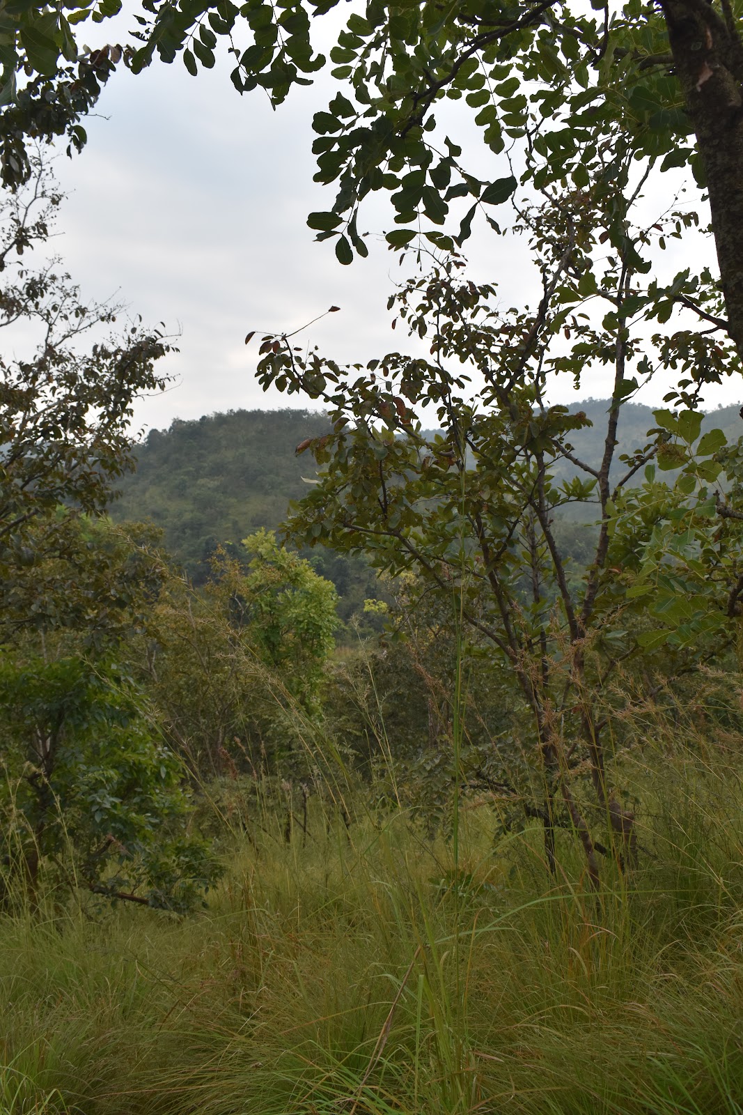 Hill View Point