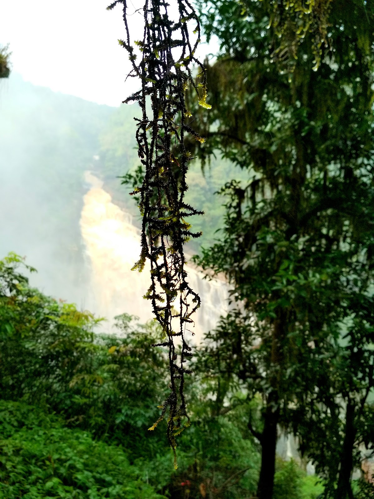 Waterfall Trek