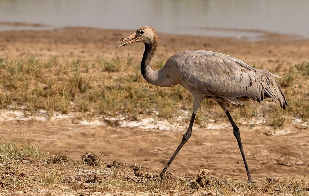 Kutch Desert Wildlife Sanctuary