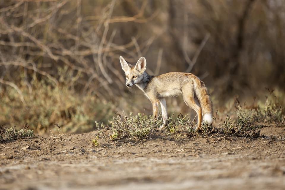 Kutch Desert Wildlife Sanctuary