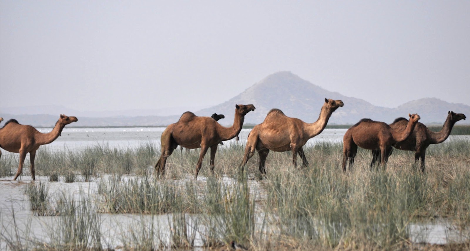 Chhari Dhandh Wetland Conservation Reserve