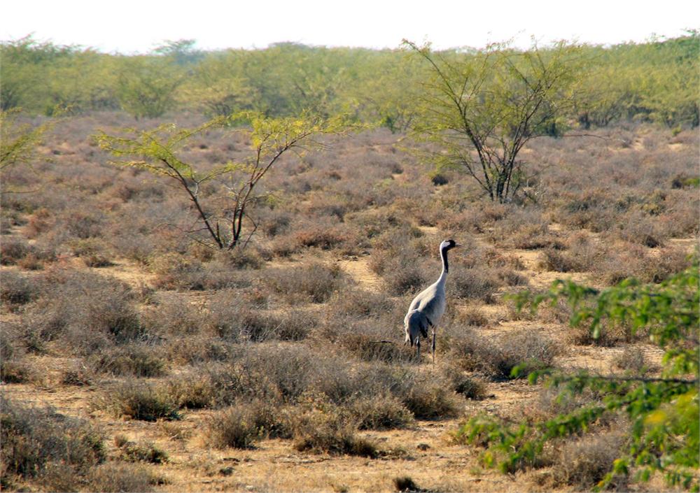 Chhari Dhandh Wetland Conservation Reserve