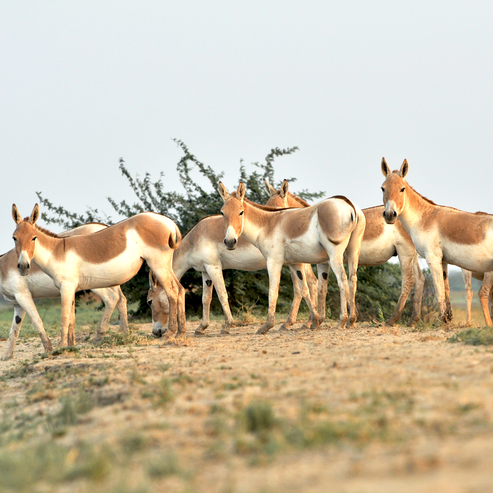 Indian Wild Ass Sanctuary