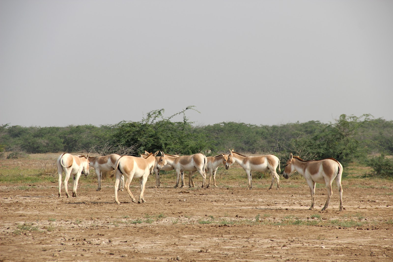 Indian Wild Ass Sanctuary