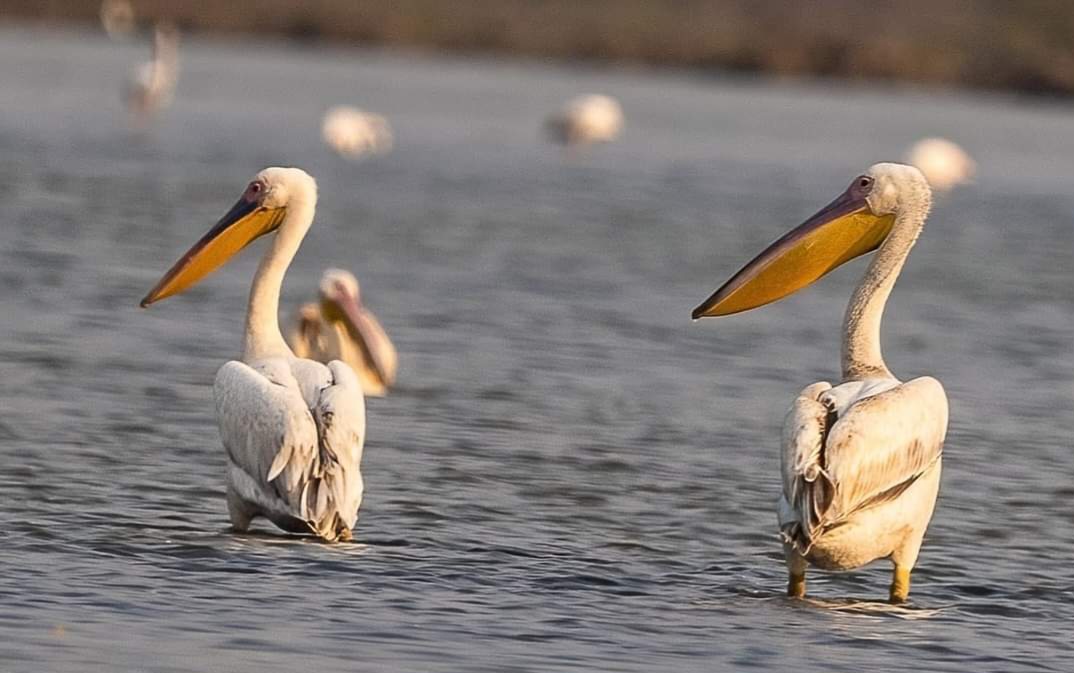 Indian Wild Ass Sanctuary