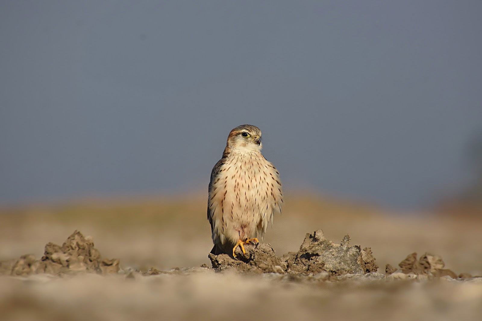 Indian Wild Ass Sanctuary