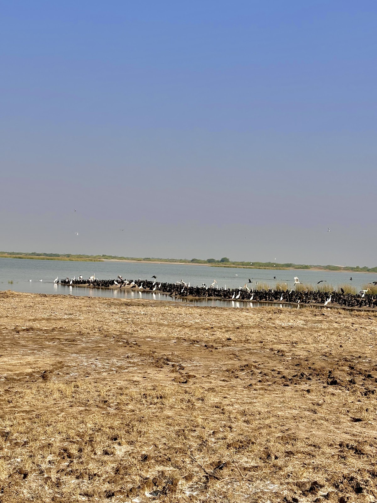 Indian Wild Ass Sanctuary