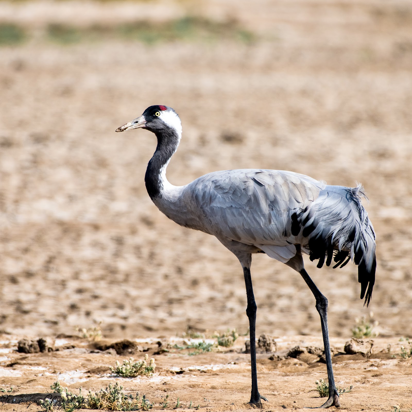 Indian Wild Ass Sanctuary