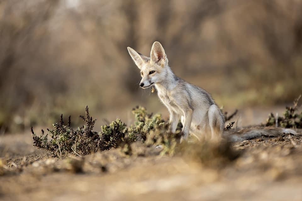 Indian Wild Ass Sanctuary