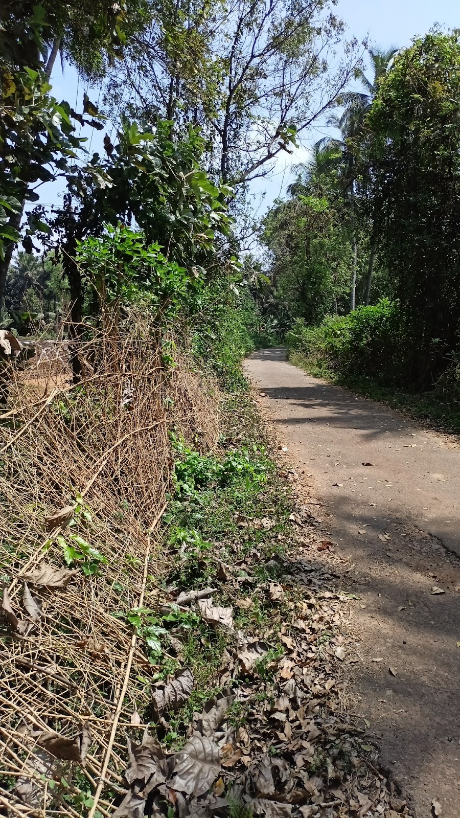 Small Scale Coconut Grove