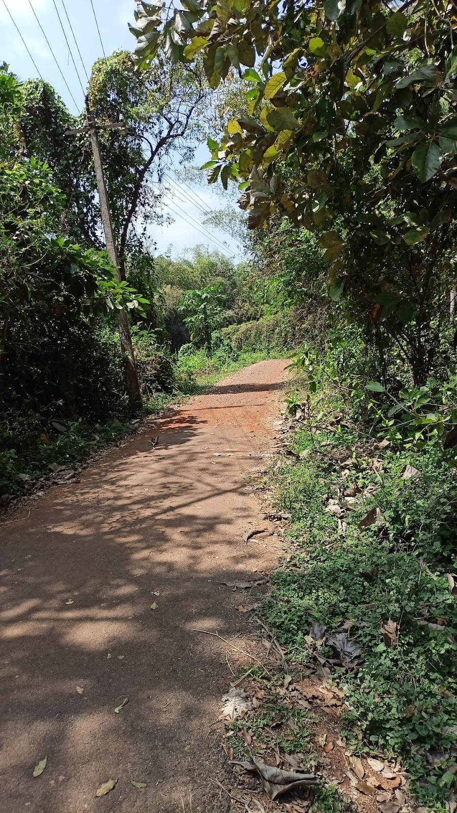 Small Scale Coconut Grove