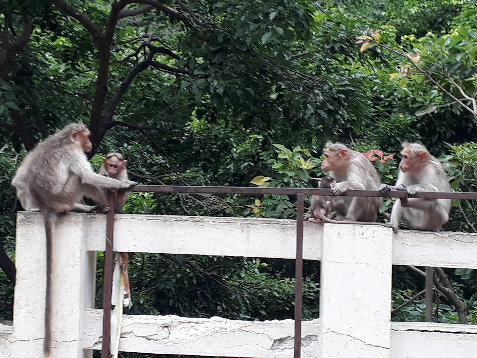 Kutralam Botanical Garden
