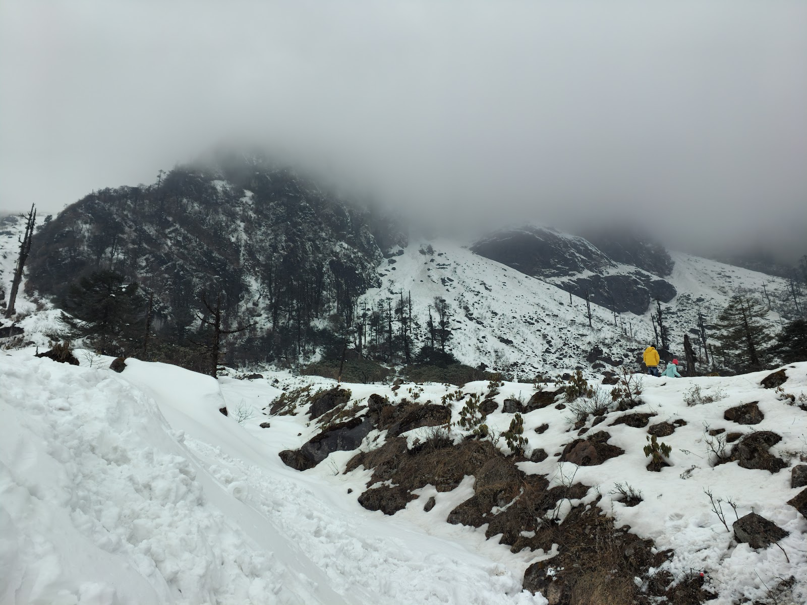 Shingba Rhododendron Sanctuary