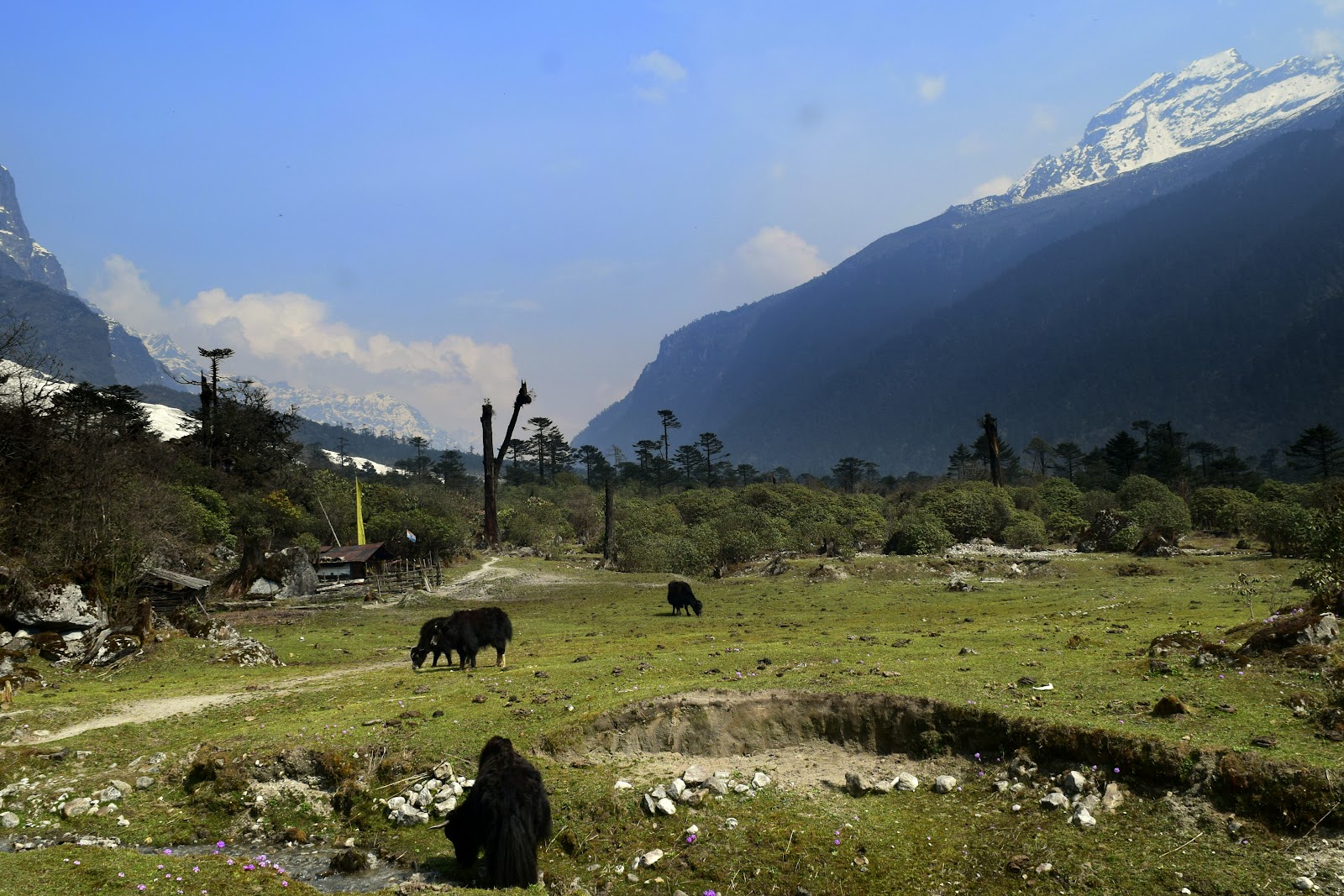 Shingba Rhododendron Sanctuary