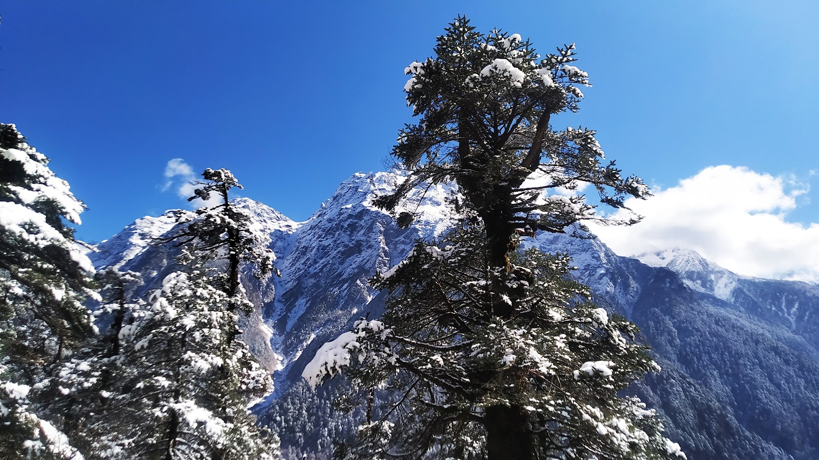 Shingba Rhododendron Sanctuary