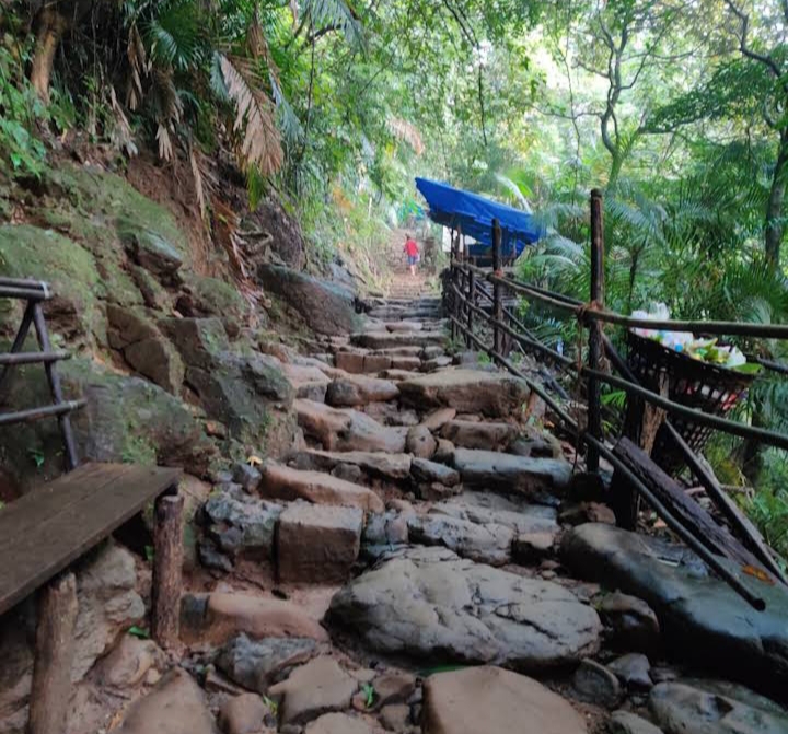 Living Root Bridges