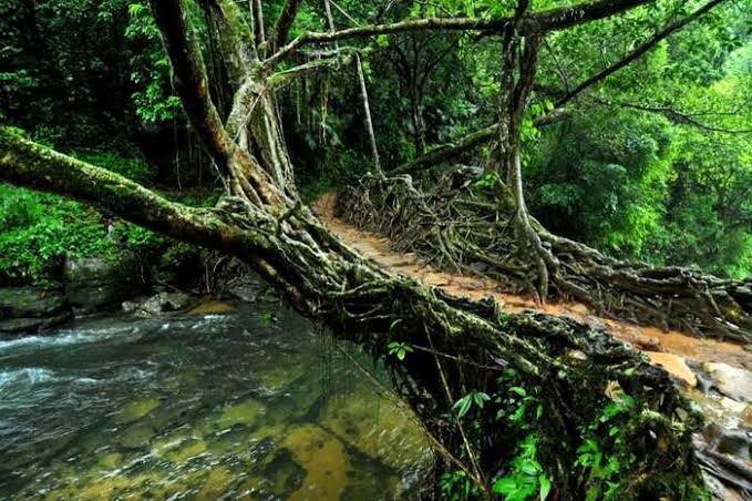 Living Root Bridges