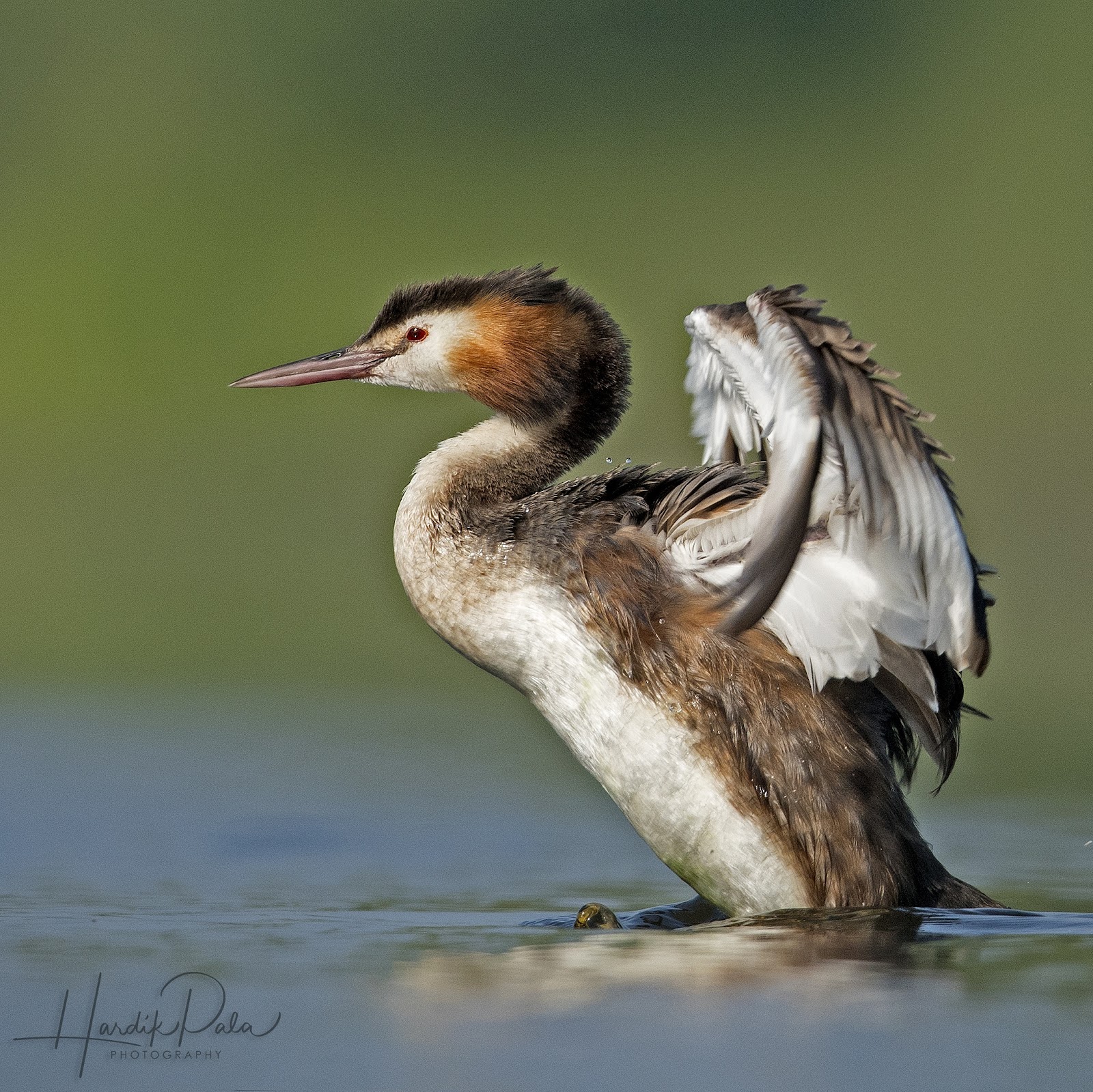 Birdwatching Hideouts