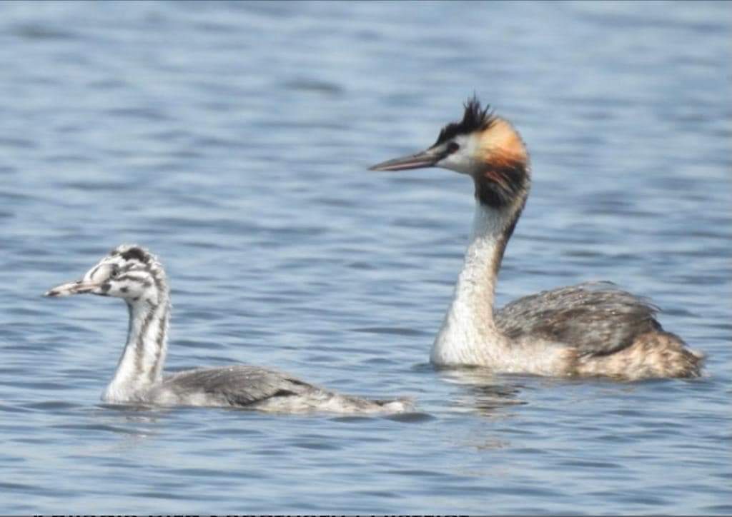 Birdwatching Hideouts
