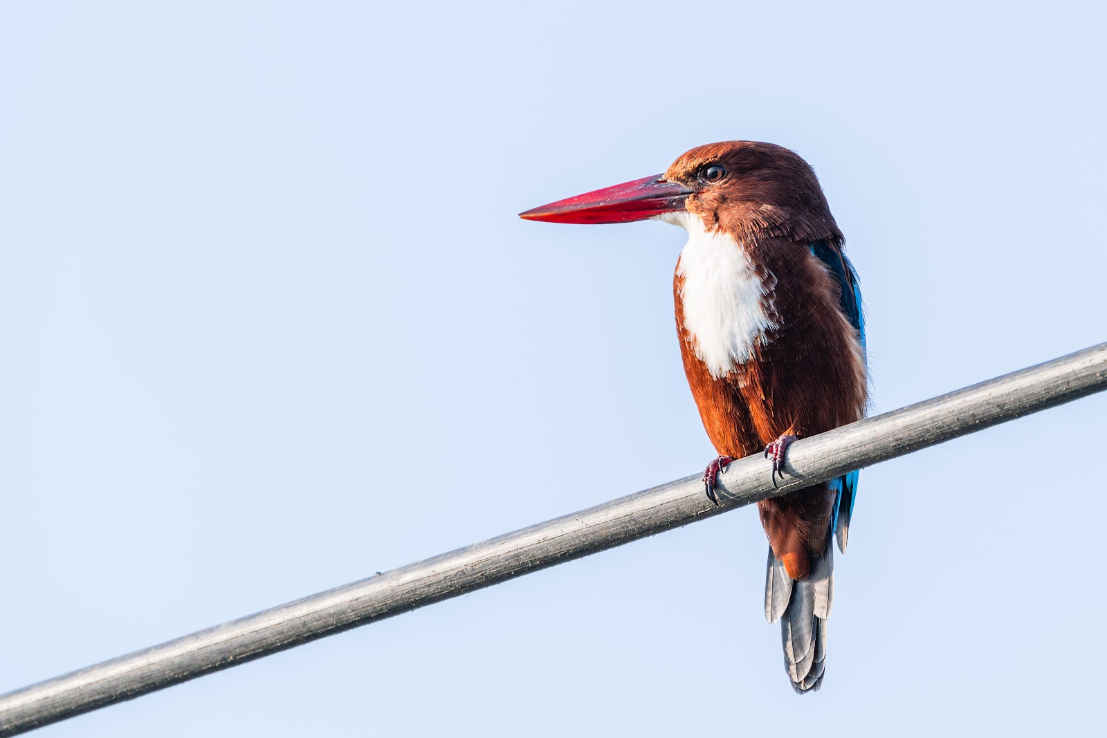 Birdwatching Hideouts