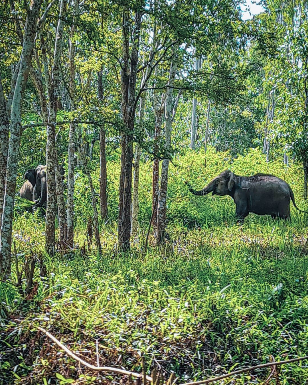 Muthanga