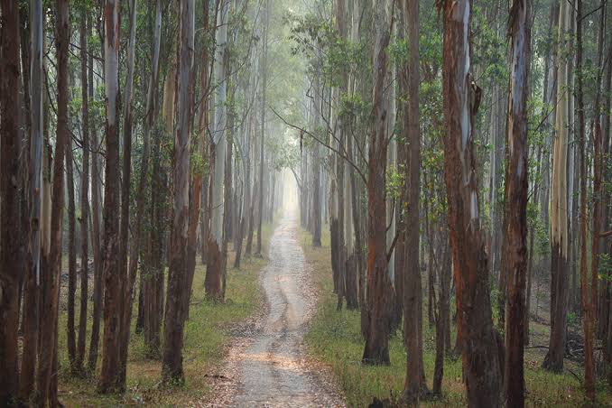 Muthanga Wildlife Sanctuary
