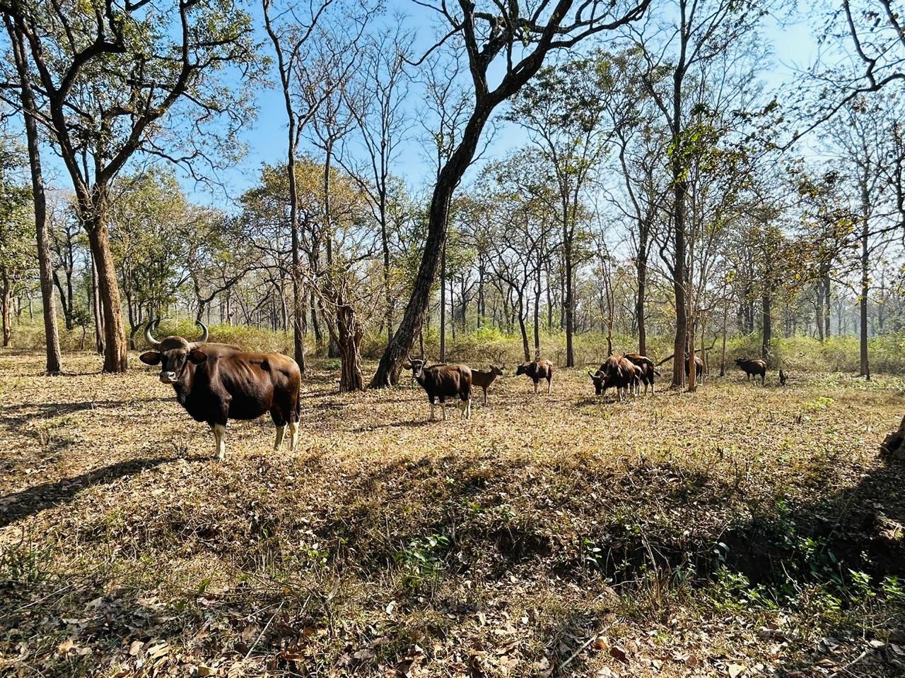 Muthanga Wildlife Sanctuary