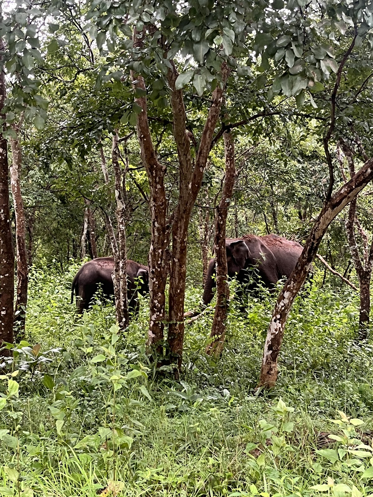 Muthanga Wildlife Sanctuary