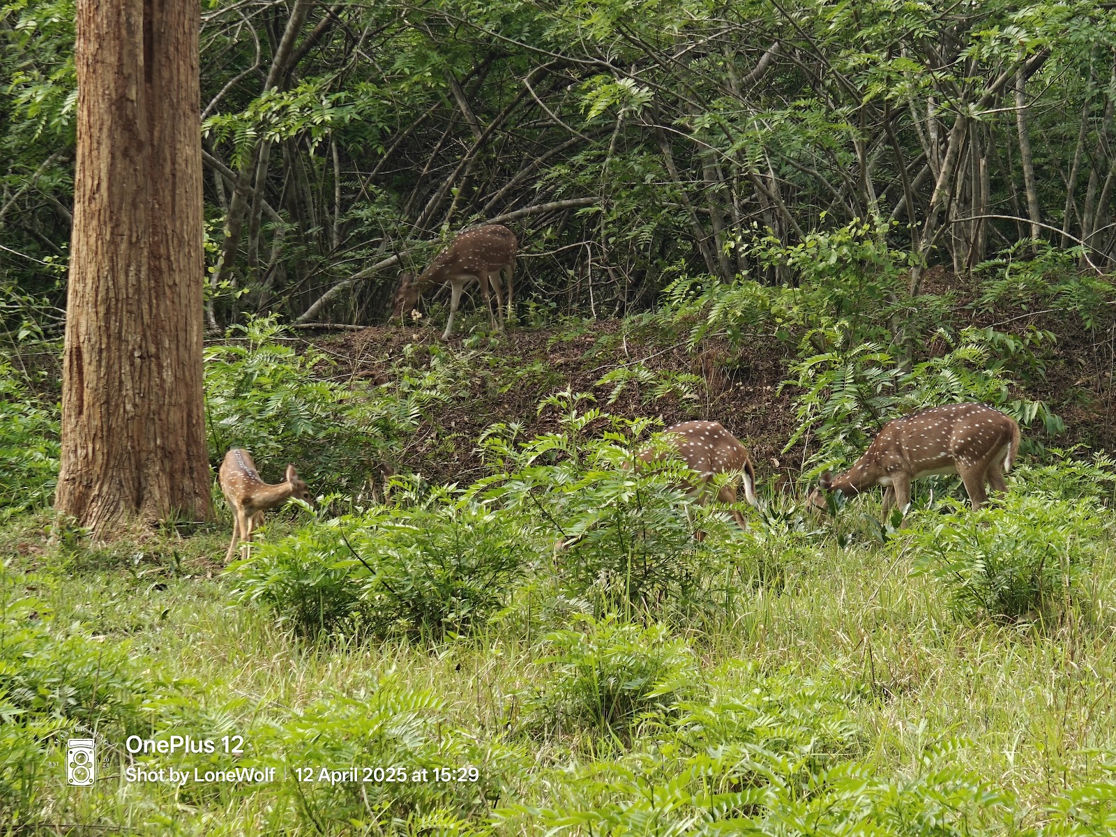 Muthanga Wildlife Sanctuary
