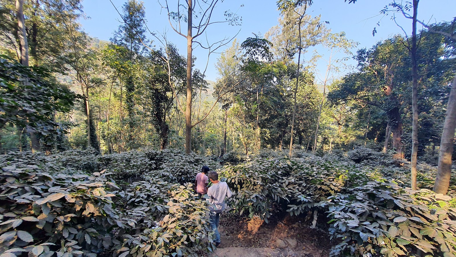 Coffee Plantations