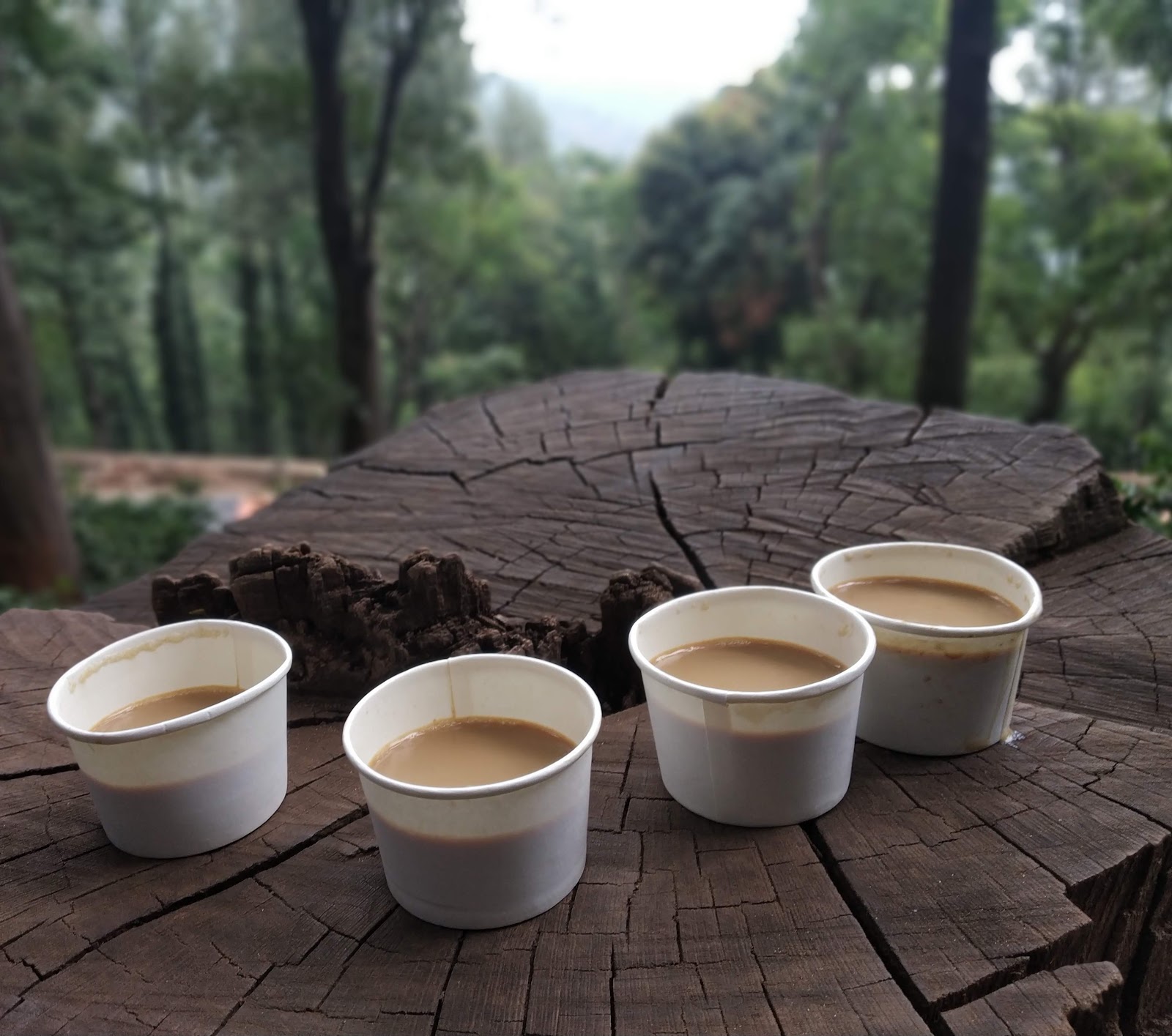 Coffee Plantations