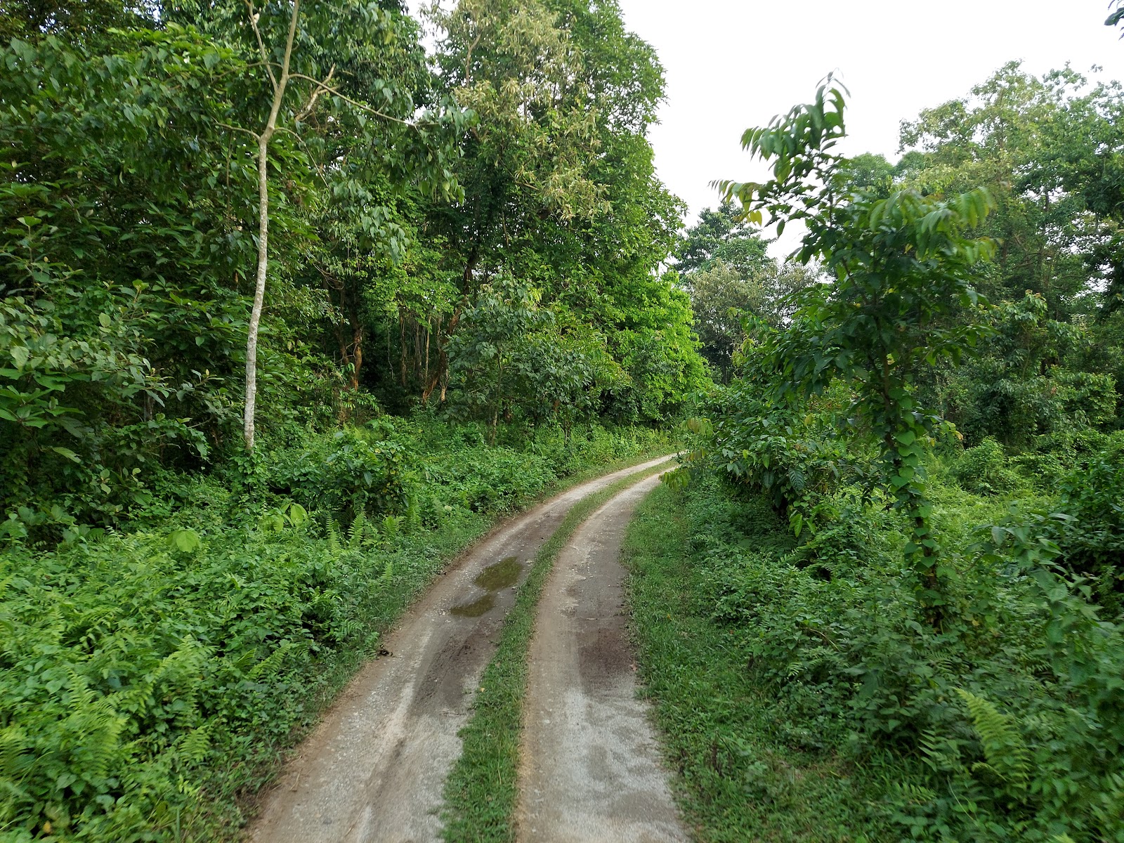 Gorumara National Park