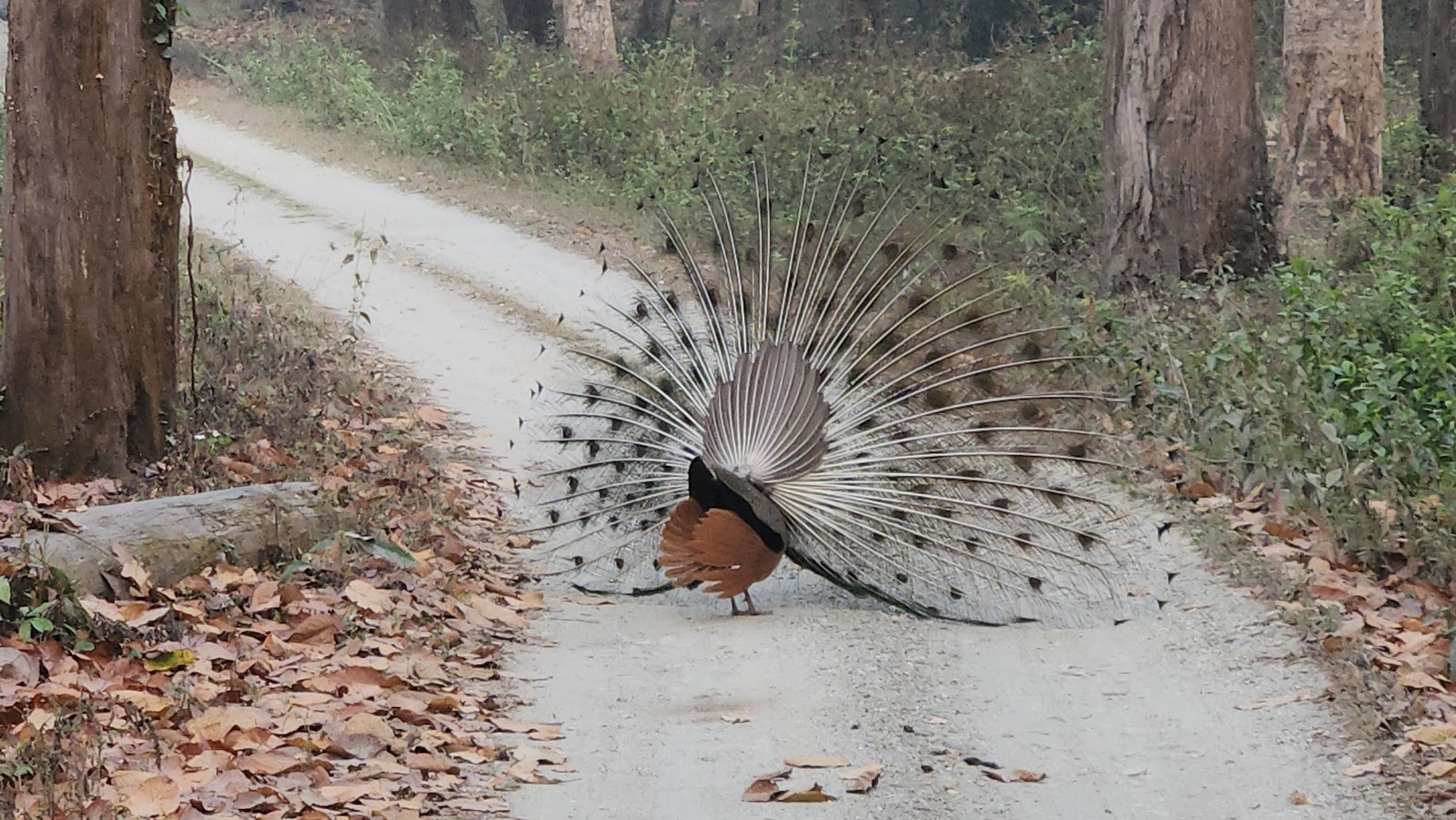 Gorumara National Park