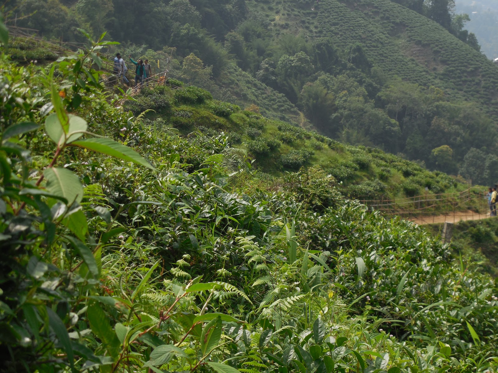 Tea Gardens
