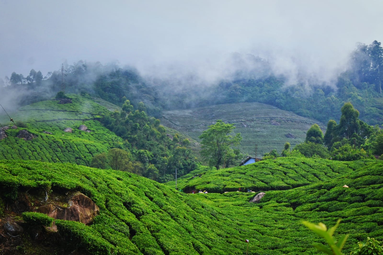 Tea Gardens