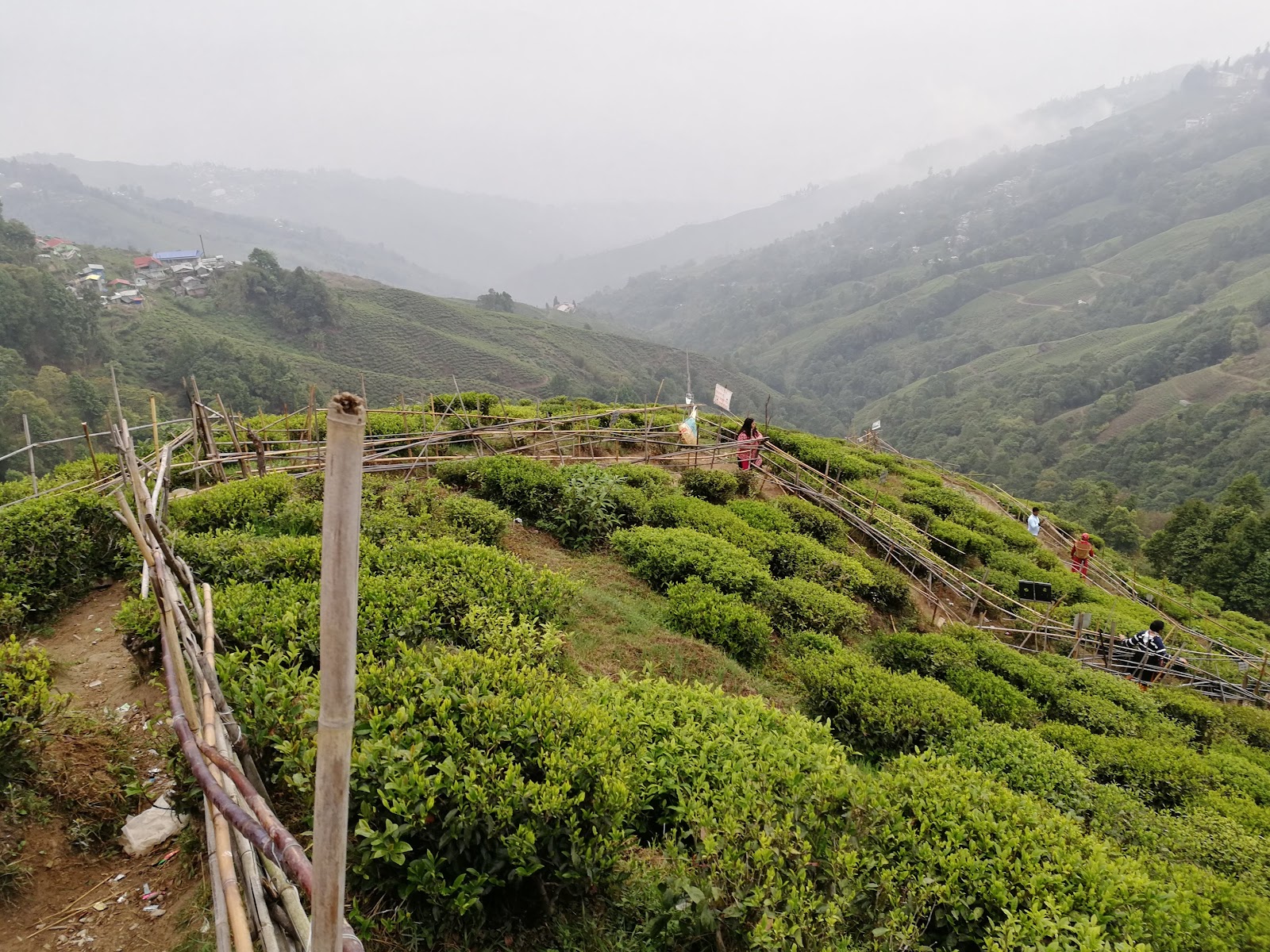 Tea Gardens