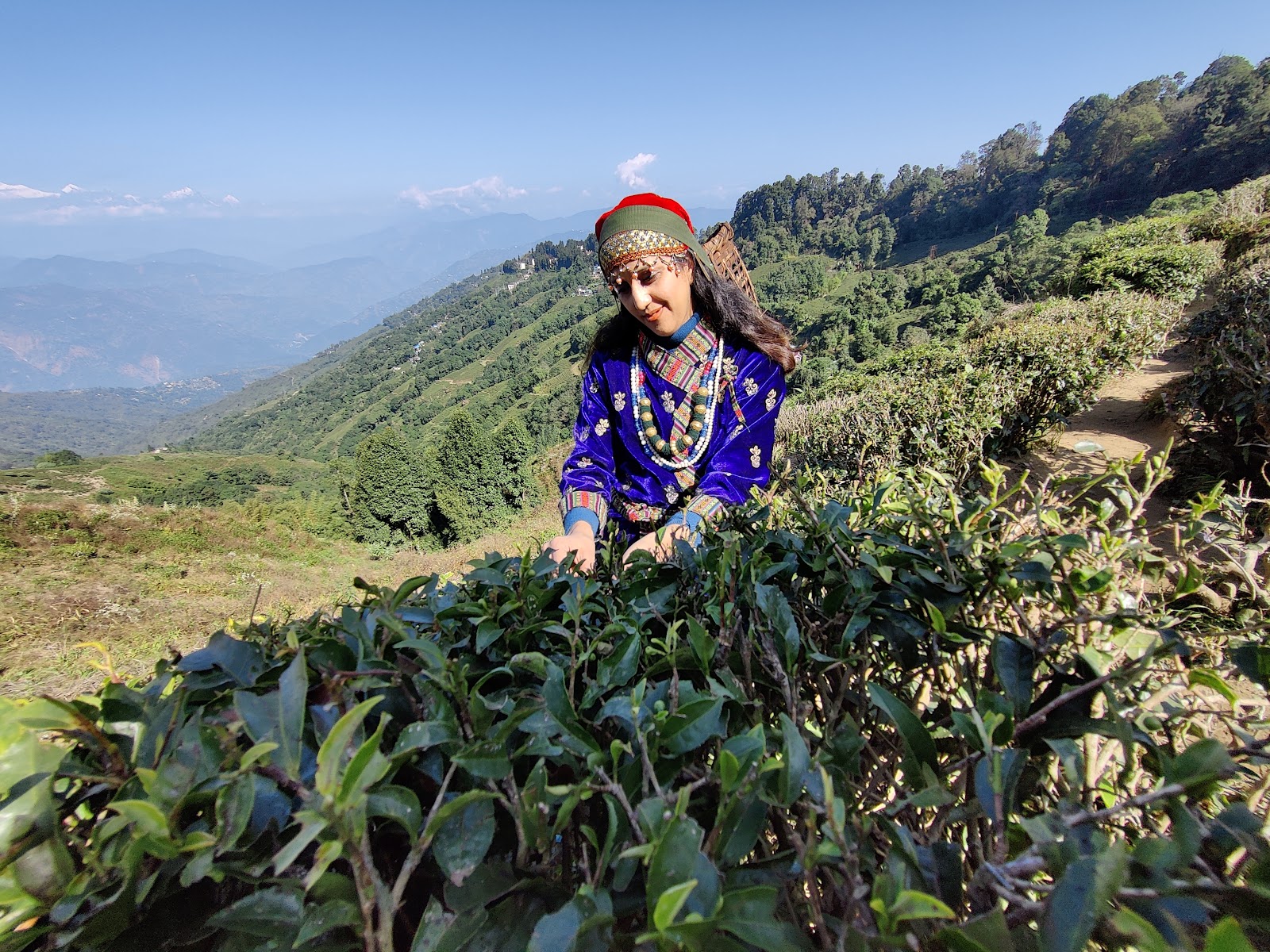 Tea Gardens
