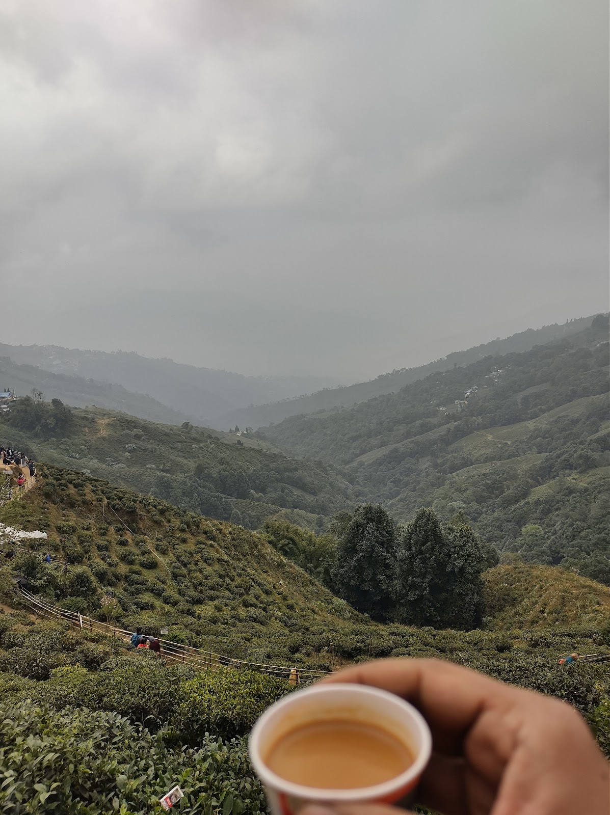 Tea Gardens